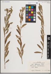 Foto von Salix elbursensis Boiss.